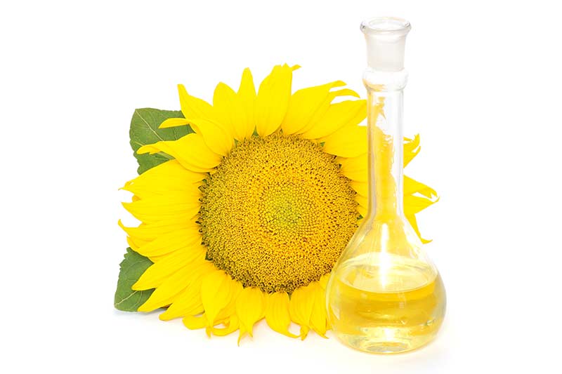 Sonnenblumen - Öl
